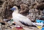 NCEAS Study Estimates Consumption of Plastics by Almost All Seabirds