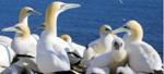 Offshore Wind Farms May Pose Greater Threat to Gannet Population