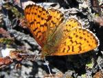 Butterflies Becoming Smaller due to Climate Change