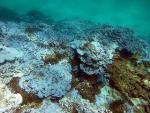 Record Ocean Temperatures Prompt Declaration of Third Global Coral Bleaching Event