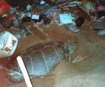 Researchers Warn About Hazards of Marine Plastic Pollution on Sea Turtles