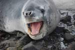 Novel Research Project Uncovers Details about Mysterious Leopard Seals