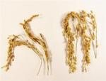 New Kind of Rice Emits Nearly Zero Greenhouse Gas Emissions