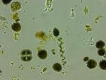 Warmer Temperatures Boost Biodiversity and Photosynthesis in Phytoplankton