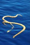 Two Rare Short Nosed Sea Snakes Discovered in Ashmore Reef