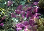 NASA’s COral Reef Airborne Laboratory to Survey More of the World's Coral Reefs