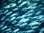 New Study Analyzes Impact of Rising Carbon Dioxide Emissions on Ocean Fish