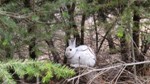 Climate Change Poses Serious Threats to Snowshoe Hares