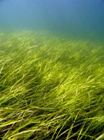 Researchers Identify How Marine Flowering Plant Adapts to Saline Environments