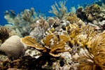 Researchers Successfully Raise Laboratory-Bred Colonies of Threatened Caribbean Coral Species