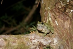 Research on Gray Treefrogs Could Lead to Clues Regarding Climate Change