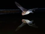 Climate Change Responsible for Extraordinary Spread of Kuhl's Pipistrelle Bat Across Europe