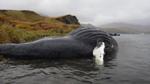 New Findings Reveal Major Northward Expansion of Marine Mammal Exposure to Toxins