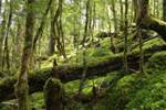 Researchers Discover Characteristic Traits of Trees for Survival in a Location