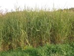 Scientists Discover Genetic Diversity Enhances Productivity Yields of Switchgrass