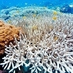 Blowing Tiny Bubbles Through Seawater Could Help Protect Coral Reefs