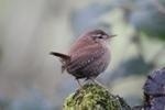 Researchers Demonstrate Impact of Climate Change on Abundance of Common Birds