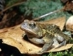 Climate Change and Copper-Contaminated Wetlands Could Lead to Amphibian Extinction