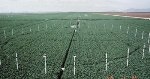 More CO2 in Air Could Mitigate Projected Damage to Crops Caused by Climate Change