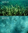 Coral Reefs in Florida Keys Dissolving Faster Due to Ocean Acidification, Say UM Researchers