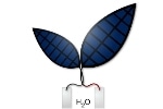 'Bionic Leaf' System Uses Solar Energy to Generate Liquid Fuels