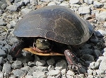 Lake Michigan Turtles Could be Useful Source for Measuring Wetland Pollution