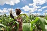 Gradually Rising Temperatures Caused by Climate Change to Affect Maize Cultivation in Africa