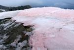 New Study Results Highlight Role of Red Pigmented Snow Algae in Melting Arctic Glaciers