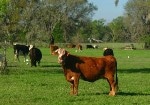 Researchers Hope to Reduce Pollutants Emanating from Soils in Florida Cattle Ranches