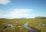 Rising Sea Levels Could Pose Serious Threat to Peatland Areas