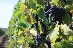 UPM Researchers Explore Effects of Climate Change on Spanish Vineyards