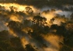 Researchers Study Response of Amazonian Rainforests to Increasingly Variable Climate