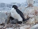 New NASA-Funded Study Results Predict Decline in Adélie Penguin Population by End of 2099