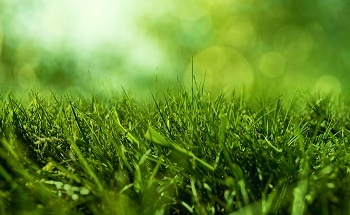 Fescue Grass Proves to be Inexpensive and Key Source for Hydrogen