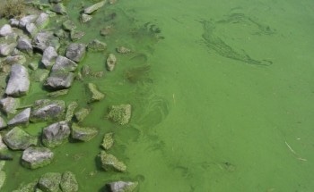Common Type of Blue-Green Algae Adapt to Earth's Rising CO2 Levels