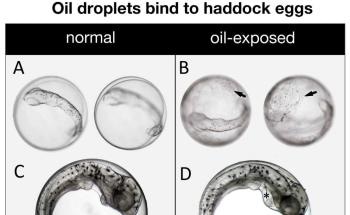 Oil Spills Affect Haddock Eggs, Cause Deformities