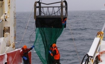 New Study Reveals Impact of Climate Change on Subantarctic Seabed Animals