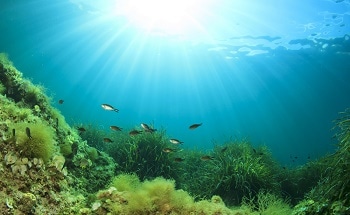 Popular Marine Species Could Face Extinction due to Increasing Ocean Temperatures