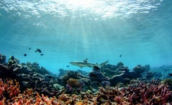 Stanford Research Shows What Aids or Degrades Coral Reefs