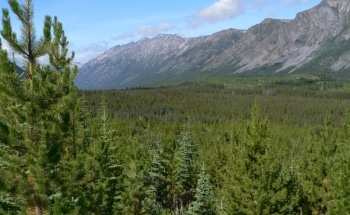 Study Discovers How Different Tree Species Adapt to Climate Change