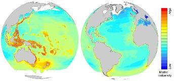 Scientists Ascertain Critical Impact of Climate Change on Specific Areas of Marine Biodiversity