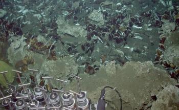 Deep Ocean Floor May Face Starvation and Sweeping Ecological Change by 2100, Warn Researchers