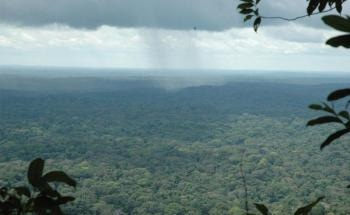 Study Reveals that Relationship Between Biodiversity and Carbon Storage in Rainforests Not as Strong as Once Assumed