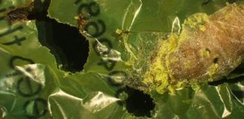 Caterpillars Could Provide Biodegradable Solution to Plastic Pollution