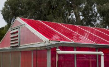Solar Greenhouses with Magenta Panes can Generate Electricity and Grow Crops Simultaneously