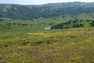 Scientists Chart Best Course to Save California’s Native Plants from Impacts of Climate Change