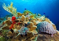 Sunscreen and Cosmetics Compound May Harm Coral by Altering Fatty Acids