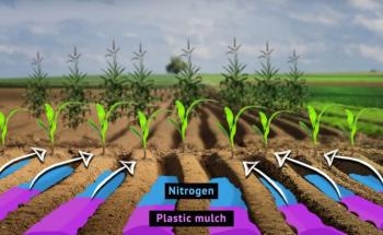 Researchers Describe Optimal Conditions for Combined Use of Plastic Mulching and Nitrogen