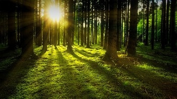 Young Regrowing Forests Found to be Major Terrestrial Carbon Sinks
