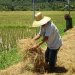 New Method Dramatically Increases Yield of Clean Biogas Fuel from Rice Straw